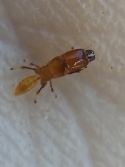 Sycoscapter australis