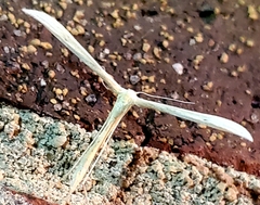 Hellinsia kellicottii