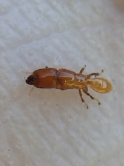 Sycoscapter australis