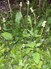 Taraxacum officinale