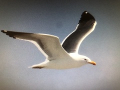 Larus argentatus × dominicanus
