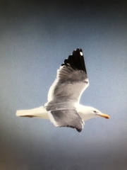 Larus argentatus × dominicanus