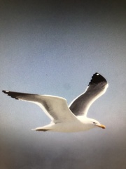 Larus argentatus × dominicanus