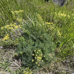 Lomatium klickitatense