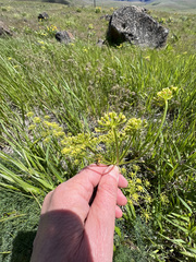 Lomatium klickitatense