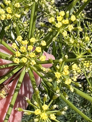 Lomatium klickitatense