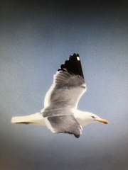 Larus argentatus × dominicanus