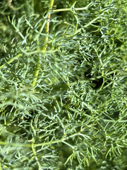 Lomatium klickitatense