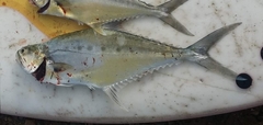Scomberoides commersonnianus