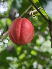 Fontainea oraria