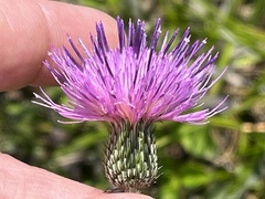 Cirsium carolinianum