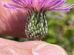 Cirsium carolinianum