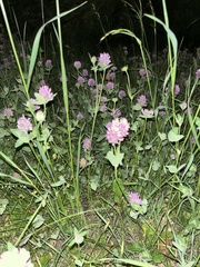 Trifolium pratense