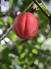 Fontainea oraria
