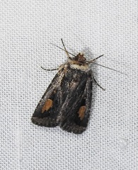 Proteuxoa passalota