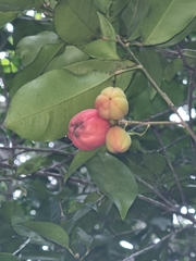 Fontainea oraria