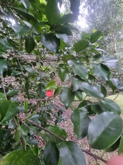 Fontainea oraria
