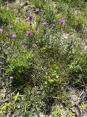 Cirsium carolinianum