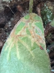 Philocryptica polypodii