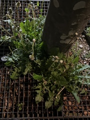 Taraxacum officinale