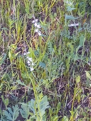 Lobelia appendiculata