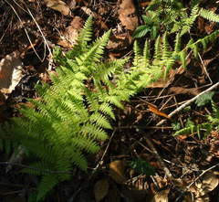 Athyrium asplenioides