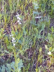 Lobelia appendiculata