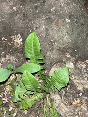 Taraxacum officinale