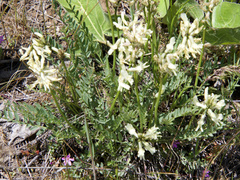 Astragalus reventiformis