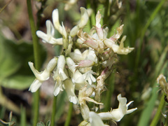 Astragalus reventiformis