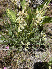Astragalus reventiformis