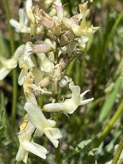 Astragalus reventiformis