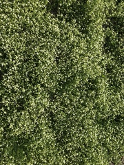 Angiospermae