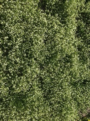 Angiospermae