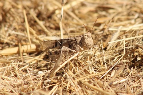 iNaturalist observation photo of California Rose-winged Grasshopper