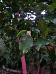 Fontainea oraria