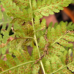 Athyrium asplenioides