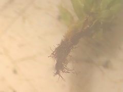 Ptychostomum moravicum