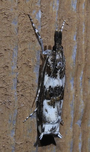 Prionapteryx image