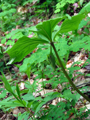 Trillium vaseyi