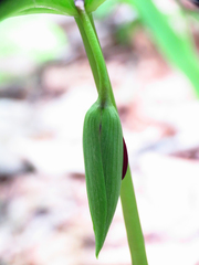 Trillium vaseyi