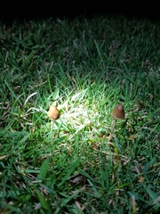 Psilocybe semilanceata