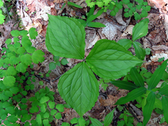 Trillium vaseyi