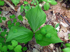 Trillium vaseyi