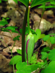Trillium vaseyi