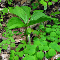 Trillium vaseyi