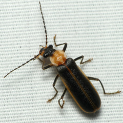 Podabrus flavicollis