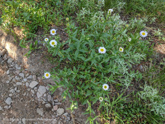 Erigeron aliceae