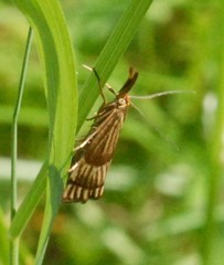 Chrysocrambus linetella