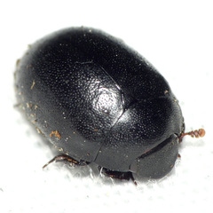 Nosodendron unicolor